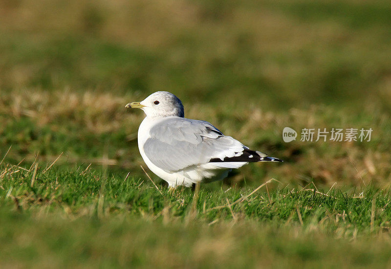 共同的Gul (Larus canus)